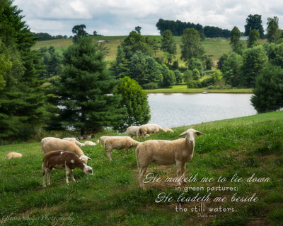 Flock of Sheep on Green Hill with Pond in background, and scripture verse