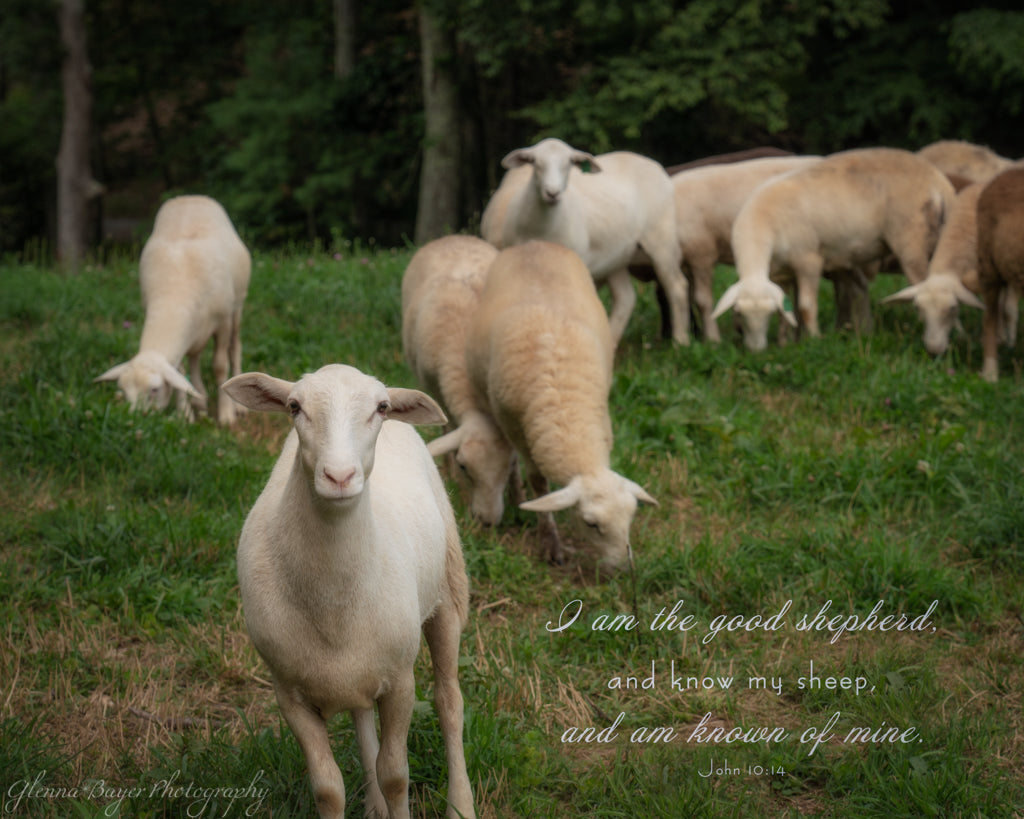 Flock of sheep in green pasture with scripture verse