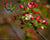 Crabapple Tree blooms