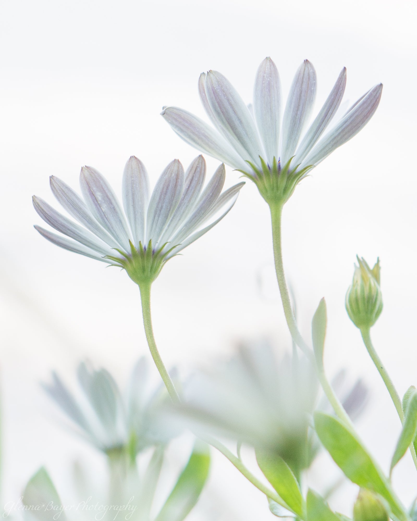 Close up of white spring flowers