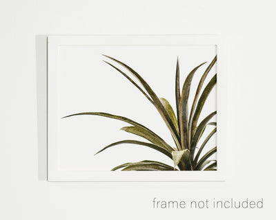 framed print of Pineapple plant with white background