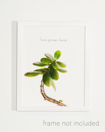 framed print of Jade plant with white background