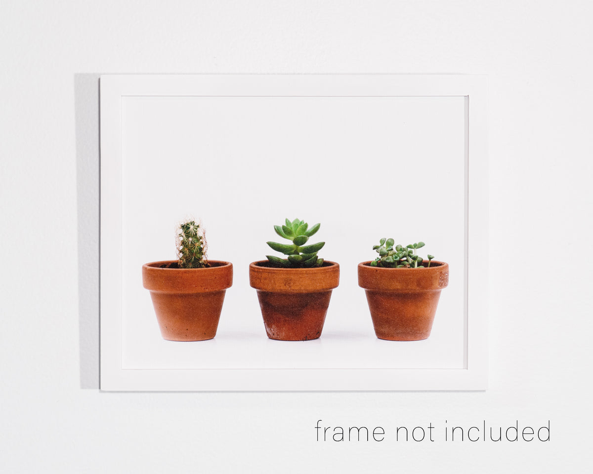 framed print of Three potted plants, a cactus and two succulents with white background
