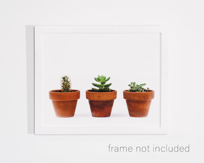 framed print of Three potted plants, a cactus and two succulents with white background