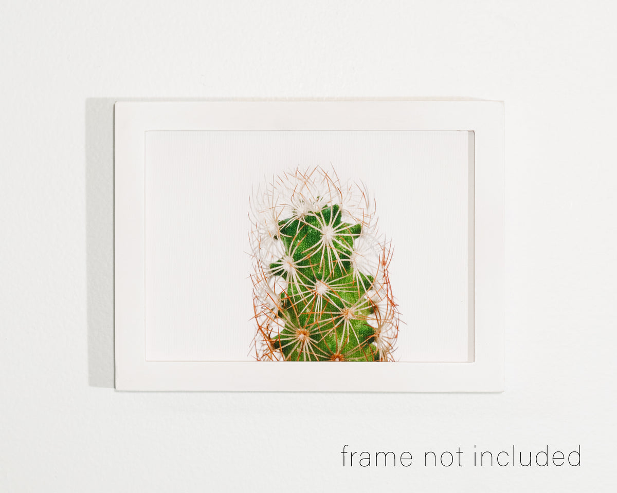 framed print of Close up of Beehive Cactus with white background