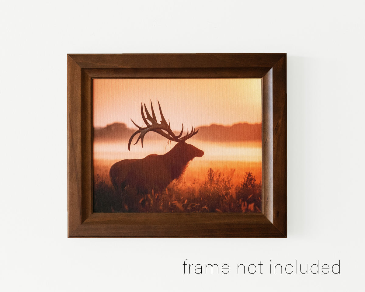 framed print of Elk in meadow on a foggy morning during sunrise