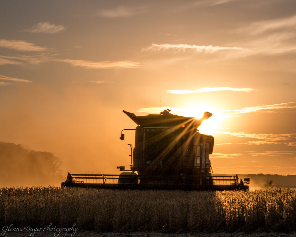 Silhouette of combine in a bean field at sunset