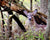 White-tailed Doe in woods at Brukner Nature Center, Ohio