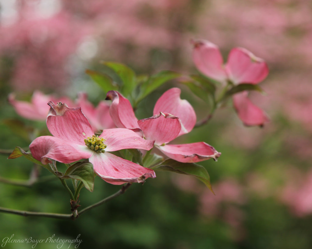 Pink dogwood tree blooms