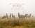 Elk herd in a meadow on a foggy morning with scripture verse