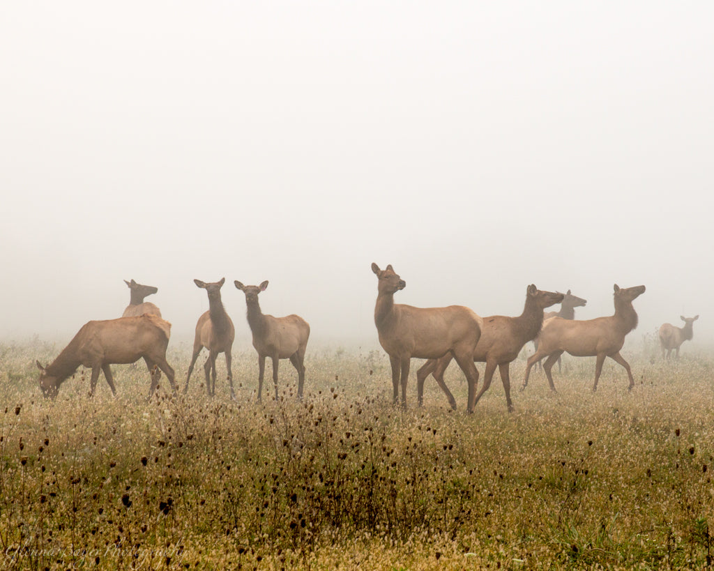 Elk herd in a meadow on a foggy morning