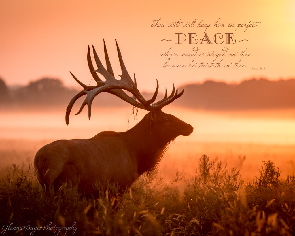 Elk in meadow on a foggy morning during sunrise with scripture verse