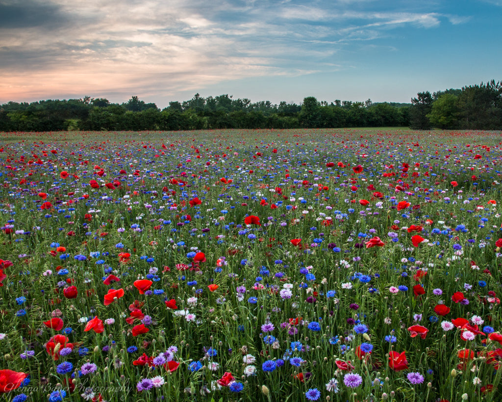 Large Poppy Field with red, purple, blue, and white flowers in Enon, Ohio
