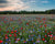 Large Poppy Field with red, purple, blue, and white flowers in Enon, Ohio