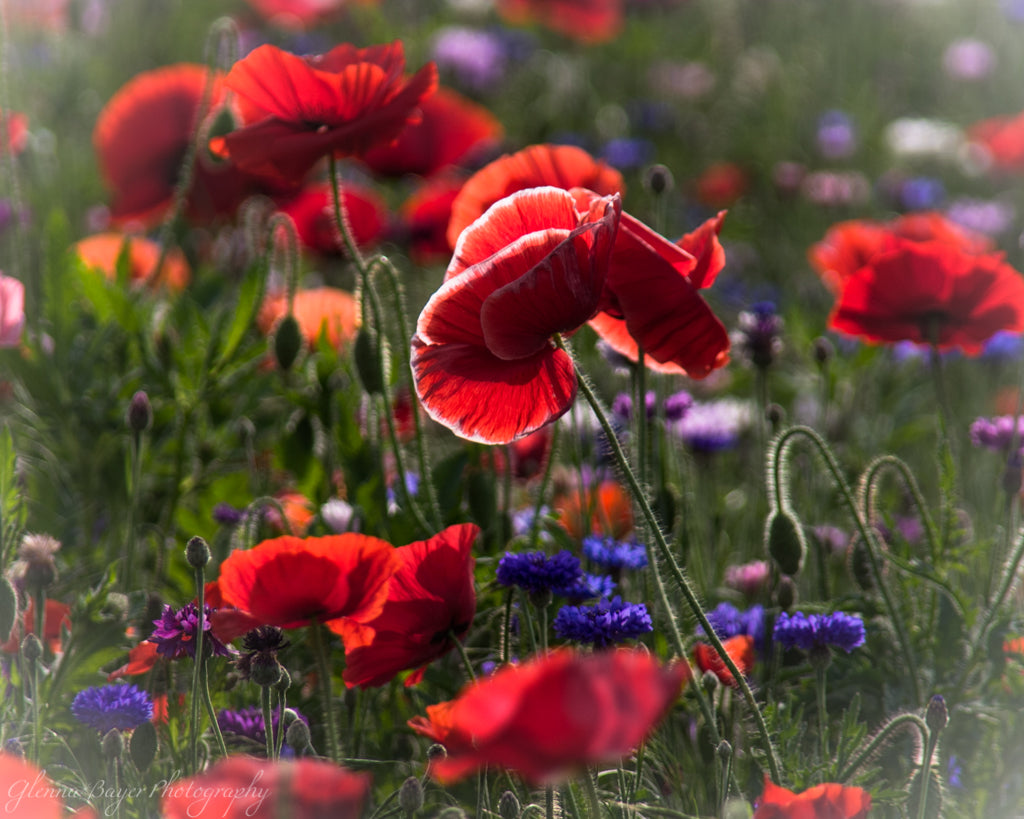 Poppy Field with red, purple, blue, and white flowers in Enon, Ohio