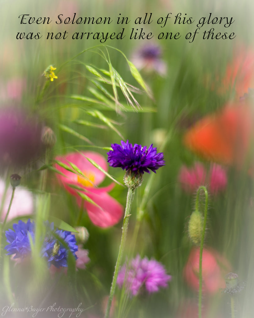 Poppy Field with red, purple, blue, and white flowers in Enon, Ohio with Scripture verse