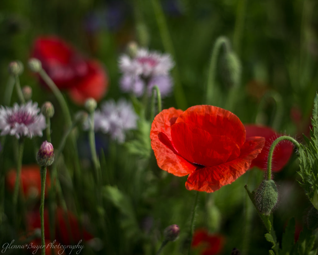Poppy Field with red, purple, blue, and white flowers in Enon, Ohio