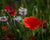 Poppy Field with red, purple, blue, and white flowers in Enon, Ohio
