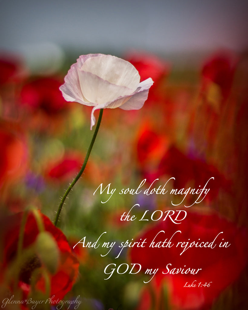 Poppy Field with red, purple, blue, and white flowers in Enon, Ohio with scripture verse