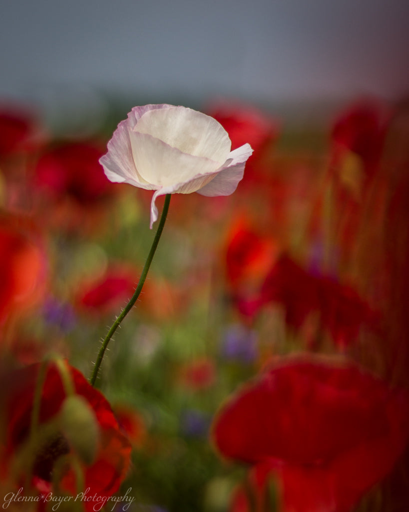 Poppy Field with red, purple, blue, and white flowers in Enon, Ohio