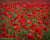 Poppy Field with red flowers in Enon, Ohio