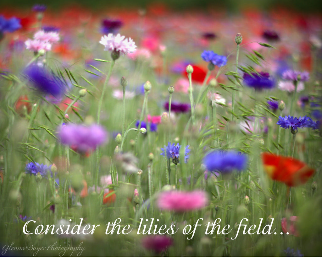 Poppy Field with red, purple, blue, and white flowers in Enon, Ohio with scripture verse