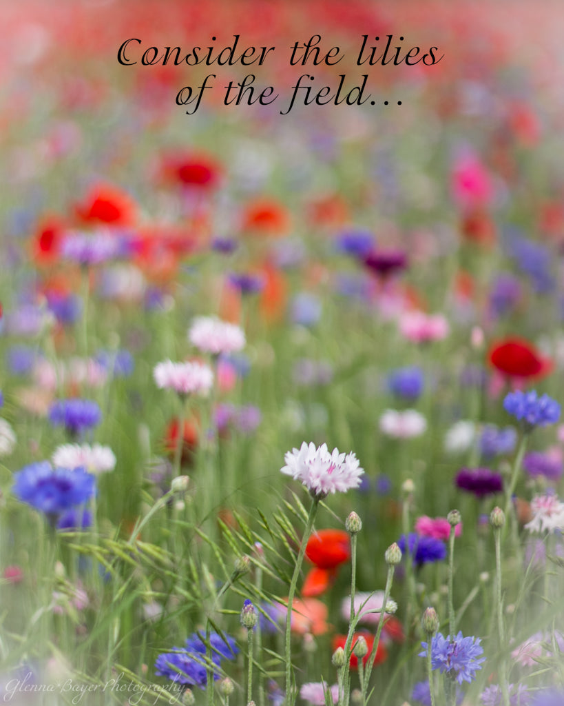Poppy Field with red, purple, blue, and white flowers in Enon, Ohio with scripture verse