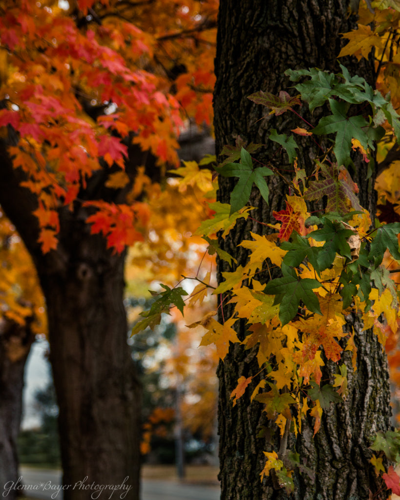 Fall tree foliage with red, yellow, and green leaves
