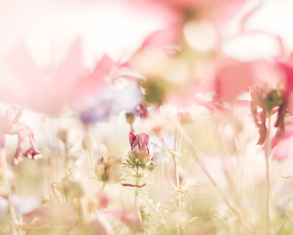 Pink field of flowers