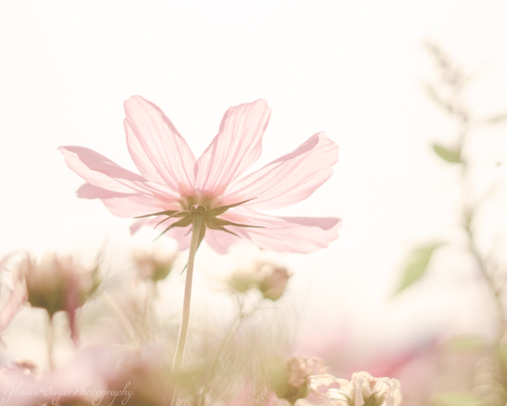 Pink translucent flower on a dreamy morning in belgium
