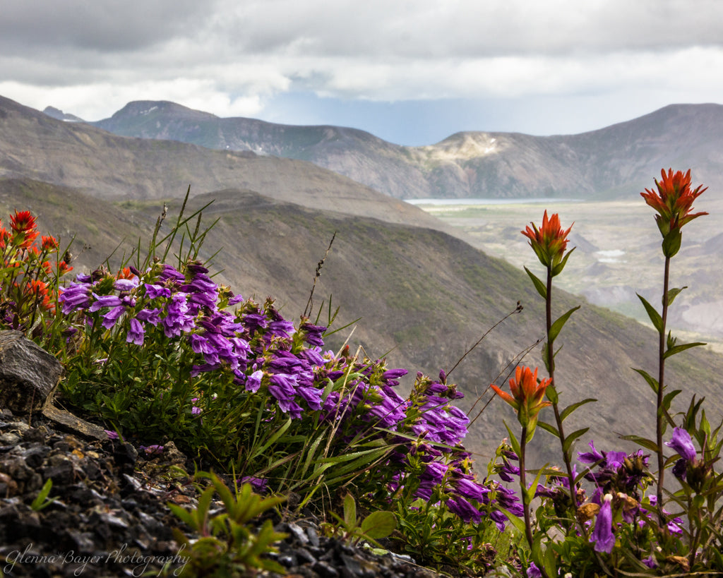 Purple and orange flowers on hillside at Mount Saint Helens