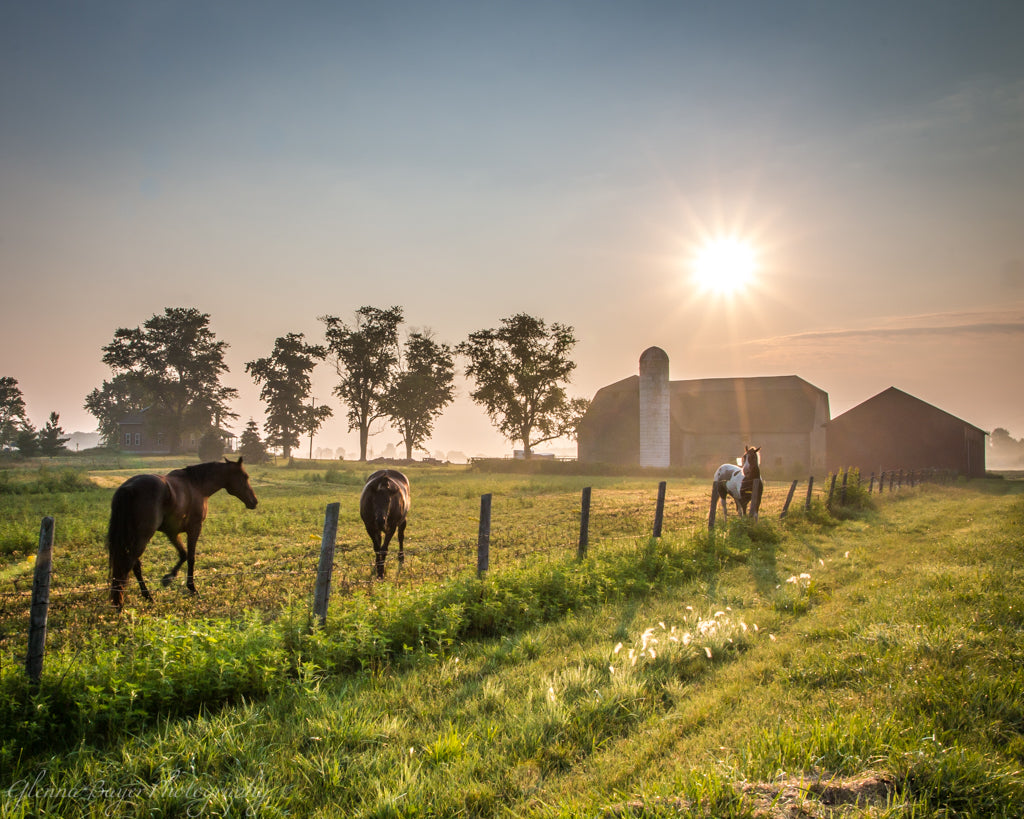Horses in a pasture with barn on sunny, foggy morning