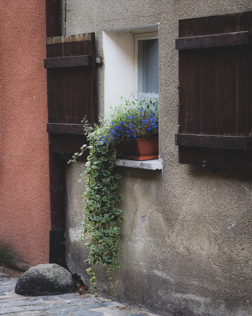 Green Ivy hanging from window box in Germany