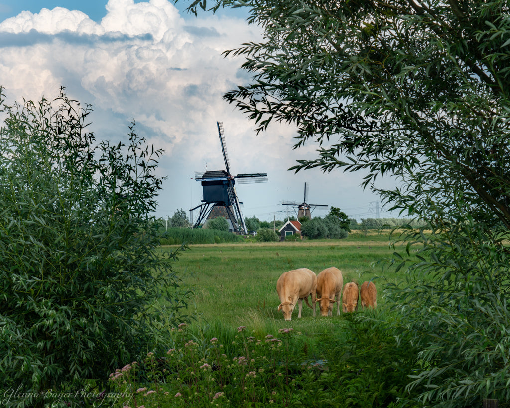 Holland Windmills in summer with brown cows in foreground