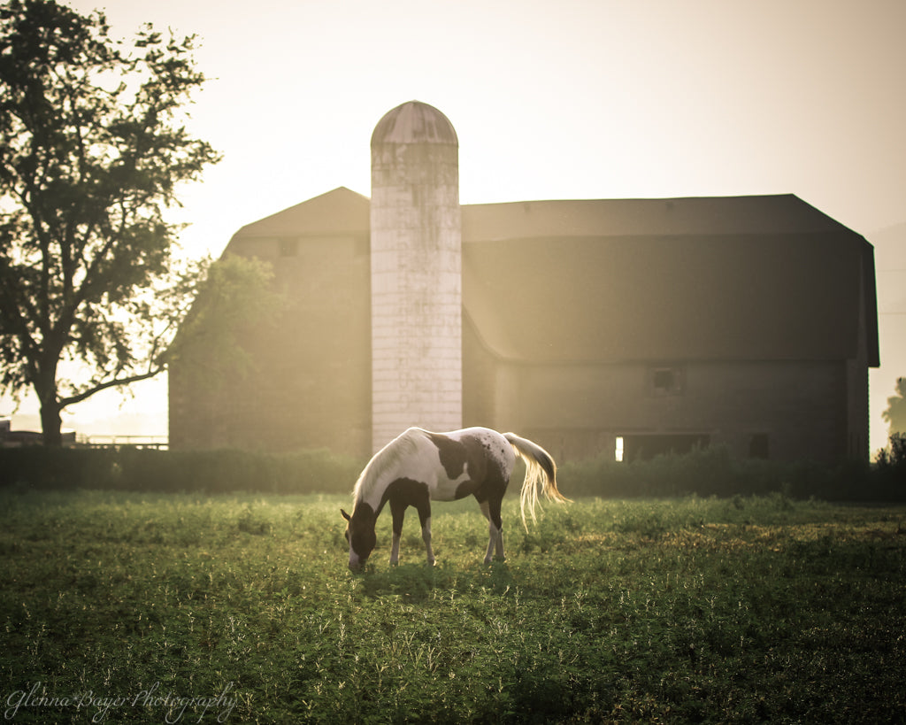 Horse grazing in pasture with barn on a foggy morning