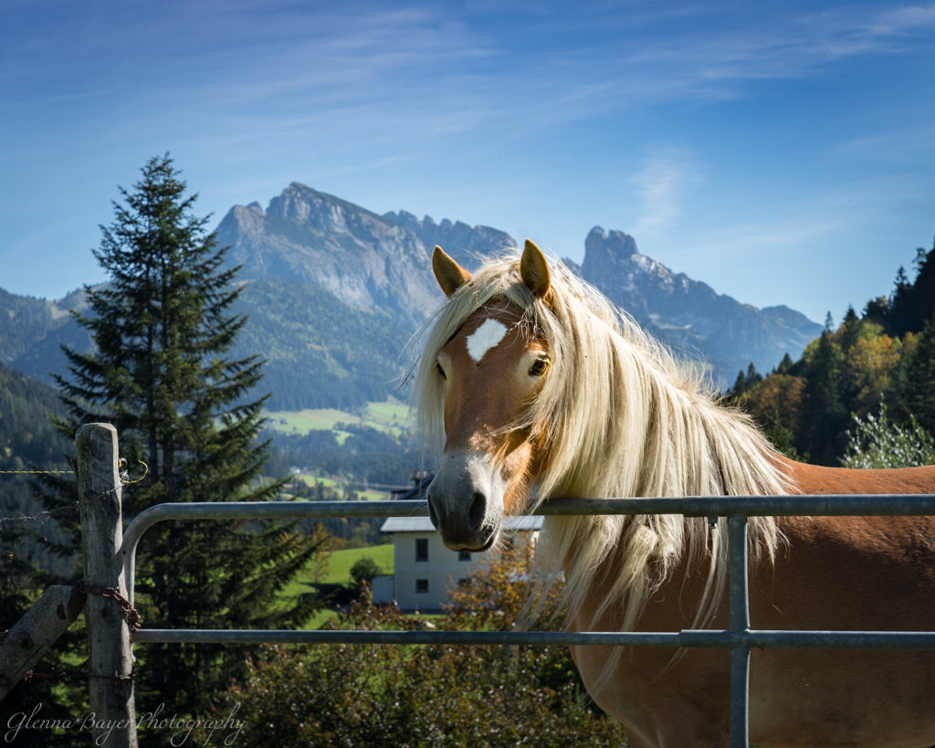 Horse standing at gate with mountain in background