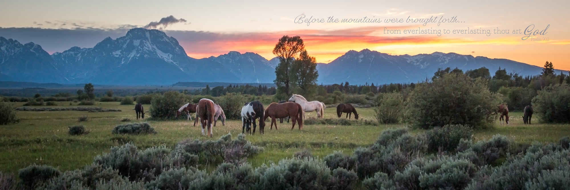 Horses grazing in pasture with Tetons in the distance during sunset