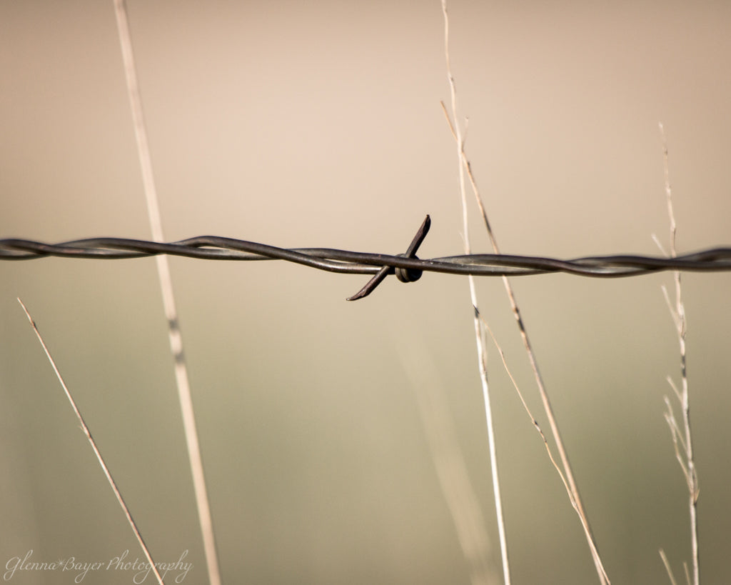 Barbed wire fence with grass in Kansas