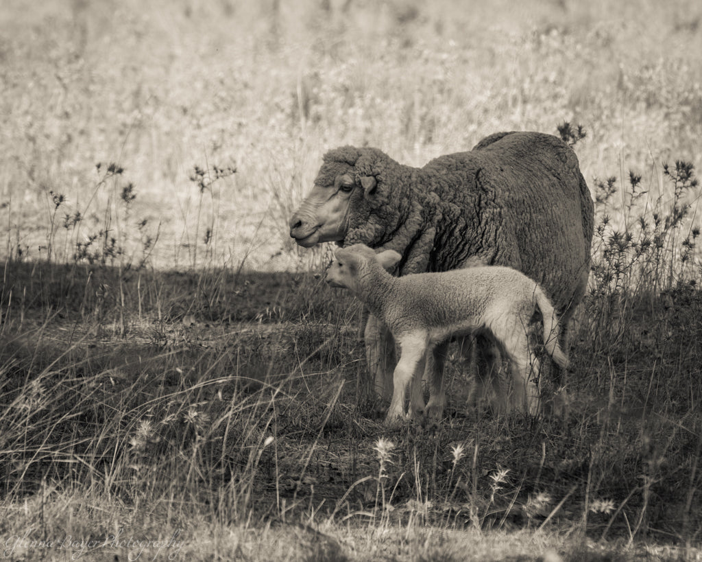 Mamma Sheep and Lamb in pasture near Cowra Australia