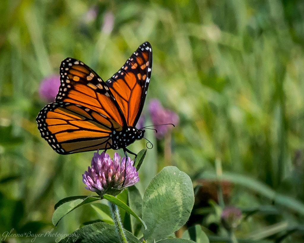 Close up of a Monarch Butterfly on clover