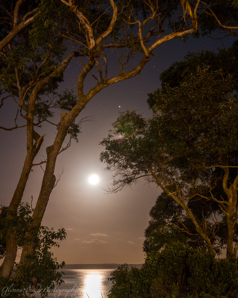 Eucalyptus trees and moonrise over Jervis Bay in Australia