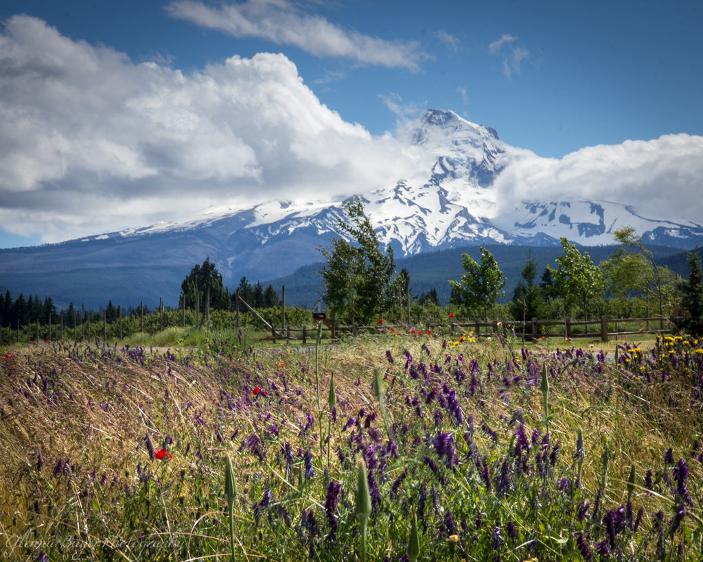 Purple wild flowers in field and Mount Hood