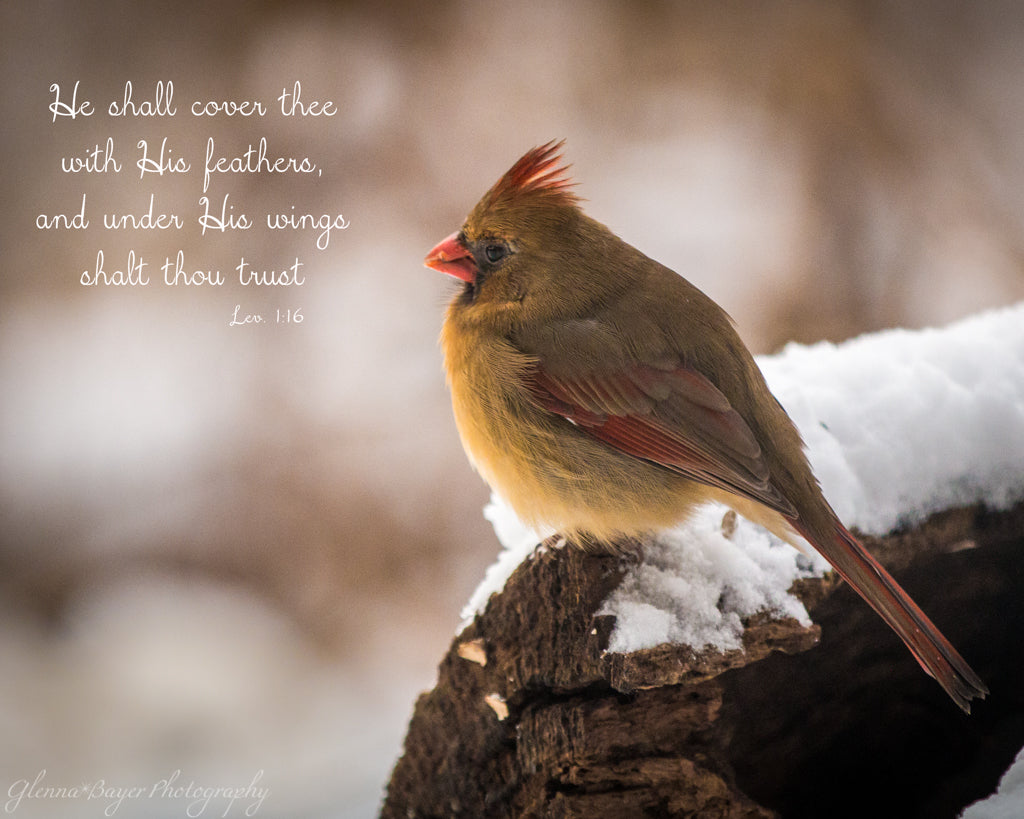 Cardinal bird perched on log in winter with scripture verse