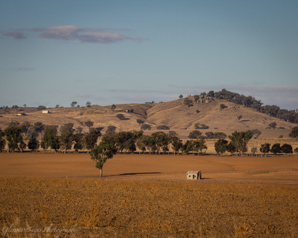Old Australia homestead beside tree in field