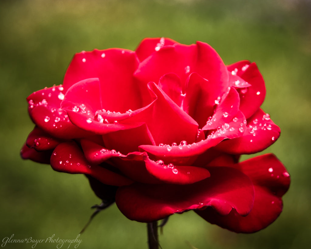 Red rose with water droplets in Oregon