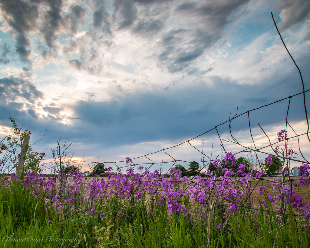 Purple flowers and metal fence at sunset