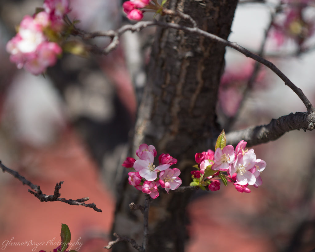 Pink Redbud tree bloom