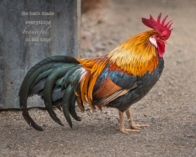 Beautiful Rooster in Australia with scripture verse