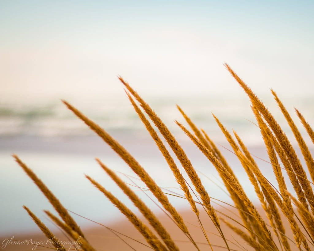 Sea Grass on beach beside Lake Michigan in Ludington, Michigan