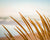 Sea Grass on beach beside Lake Michigan in Ludington, Michigan